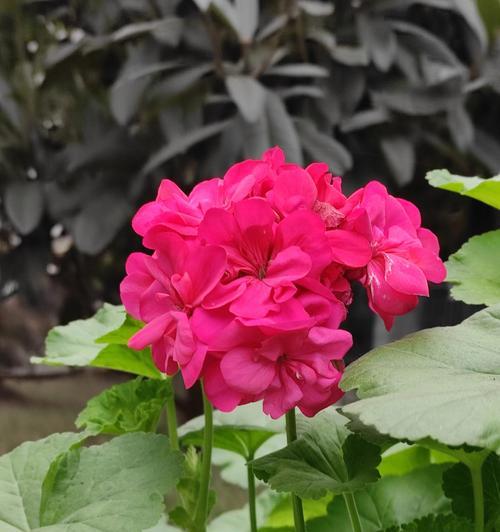 天竺葵怎么种开花时间？如何确保其按时开花？