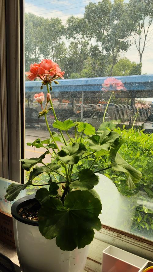 天竺葵怎么种开花时间？如何确保其按时开花？