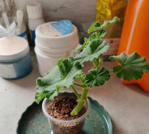 天竺葵怎么种开花时间？如何确保其按时开花？