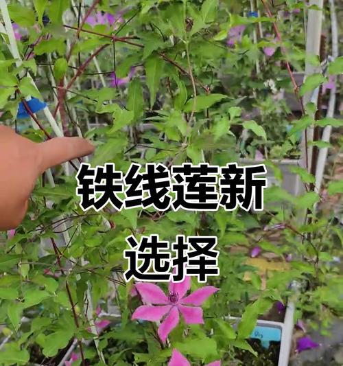 铁线莲三类品种怎么养的？不同品种铁线莲的养护方法有何不同？