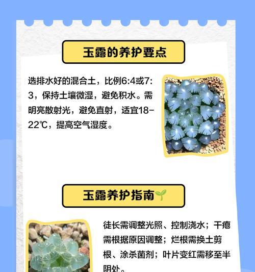 玉露浇水的正确方法有哪些？