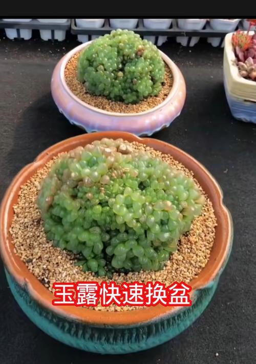 玉露浇水的正确方法有哪些？