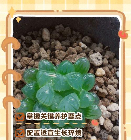 玉露浇水的正确方法有哪些？