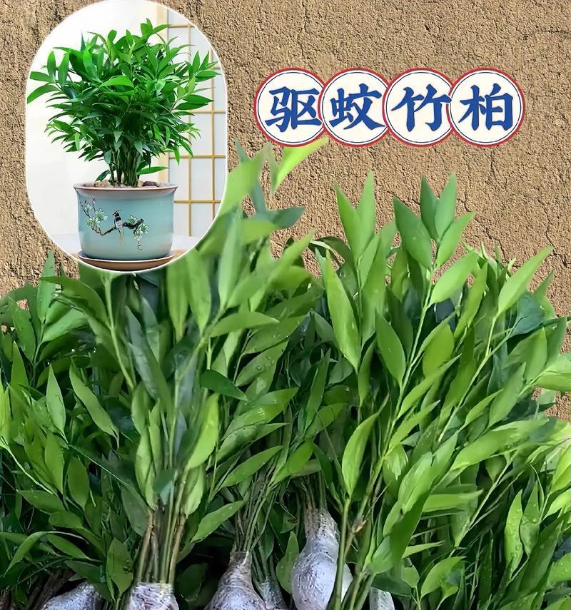 竹柏叶子发黄掉落是什么原因？