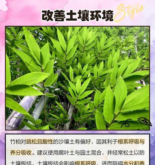 竹柏叶子发黄掉落是什么原因？