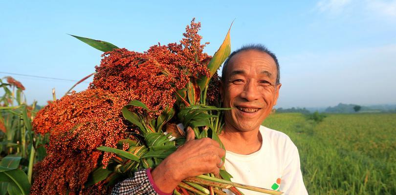 河南地区高粱的最佳播种时间是什么时候？播种高粱的技巧有哪些？