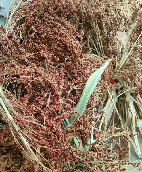 河南地区高粱的最佳播种时间是什么时候？播种高粱的技巧有哪些？