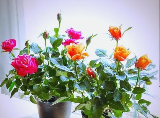 冬季木本植物盆栽如何保暖？有哪些养护技巧？
