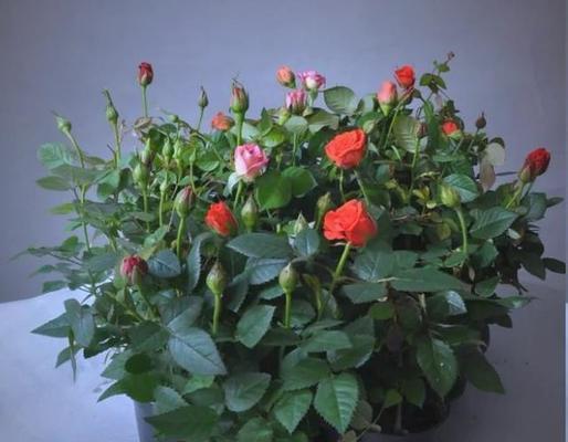 冬季木本植物盆栽如何保暖？有哪些养护技巧？