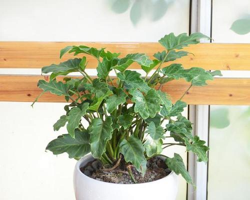 冬季木本植物盆栽如何保暖？有哪些养护技巧？