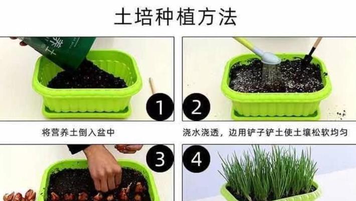 葱幼苗最佳浇水方法是什么？