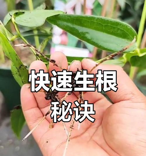 铁线莲根茎变褐色了怎么办？铁线莲根茎褐色的原因及解决方法是什么？