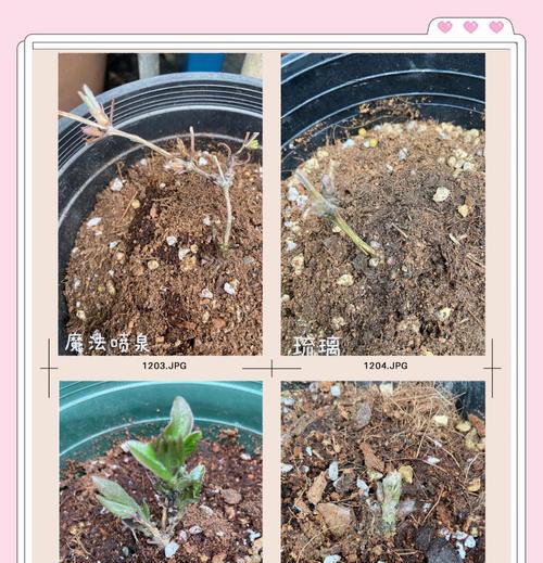 铁线莲根茎变褐色了怎么办？铁线莲根茎褐色的原因及解决方法是什么？