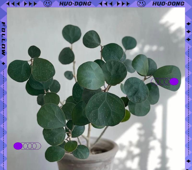 菩提盆景植物养护技巧有哪些？