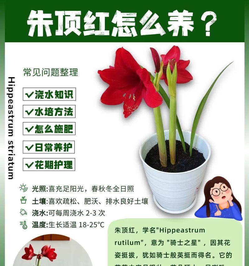 朱顶红需要预防哪些病虫害？