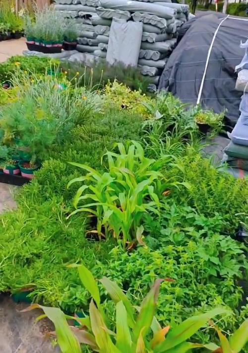 观赏用蔬菜有哪些？可作为观赏植物的蔬菜种类？