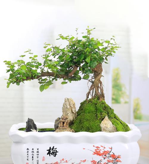 盆景挡土塑料垫怎么用？使用方法和好处是什么？