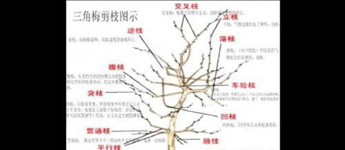 三角梅多枝干修剪的正确方法是什么？