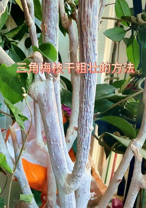 三角梅多枝干修剪的正确方法是什么？