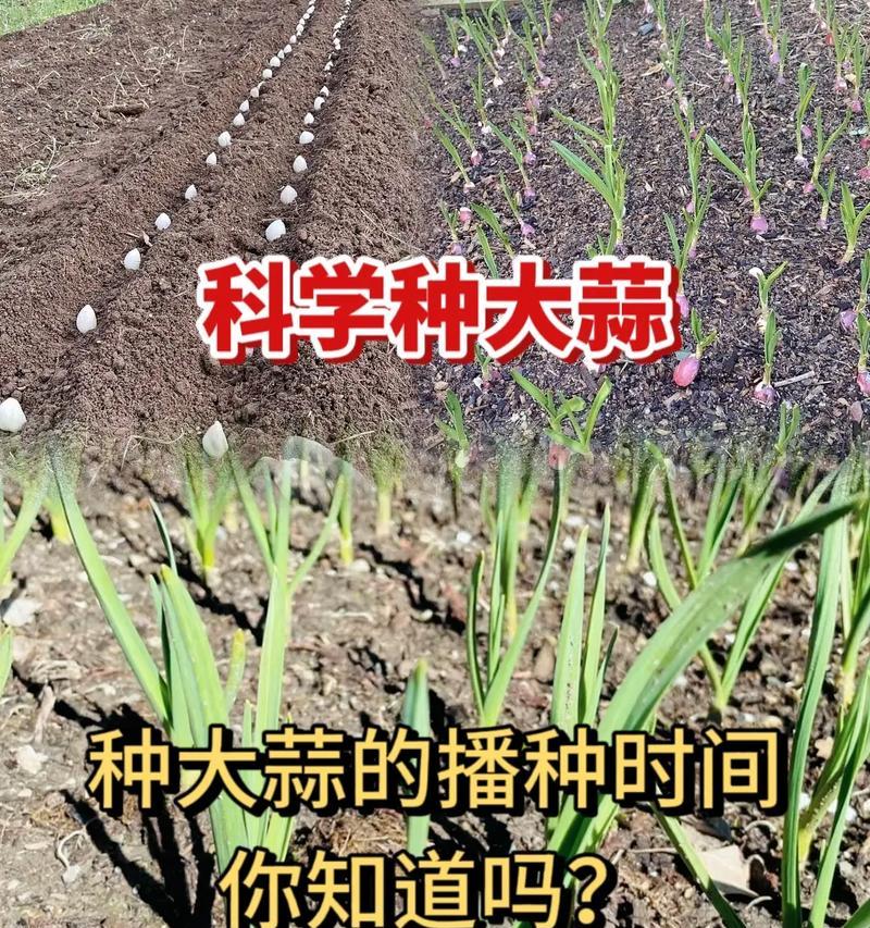 湖南十月豆的最佳播种时间是什么时候？
