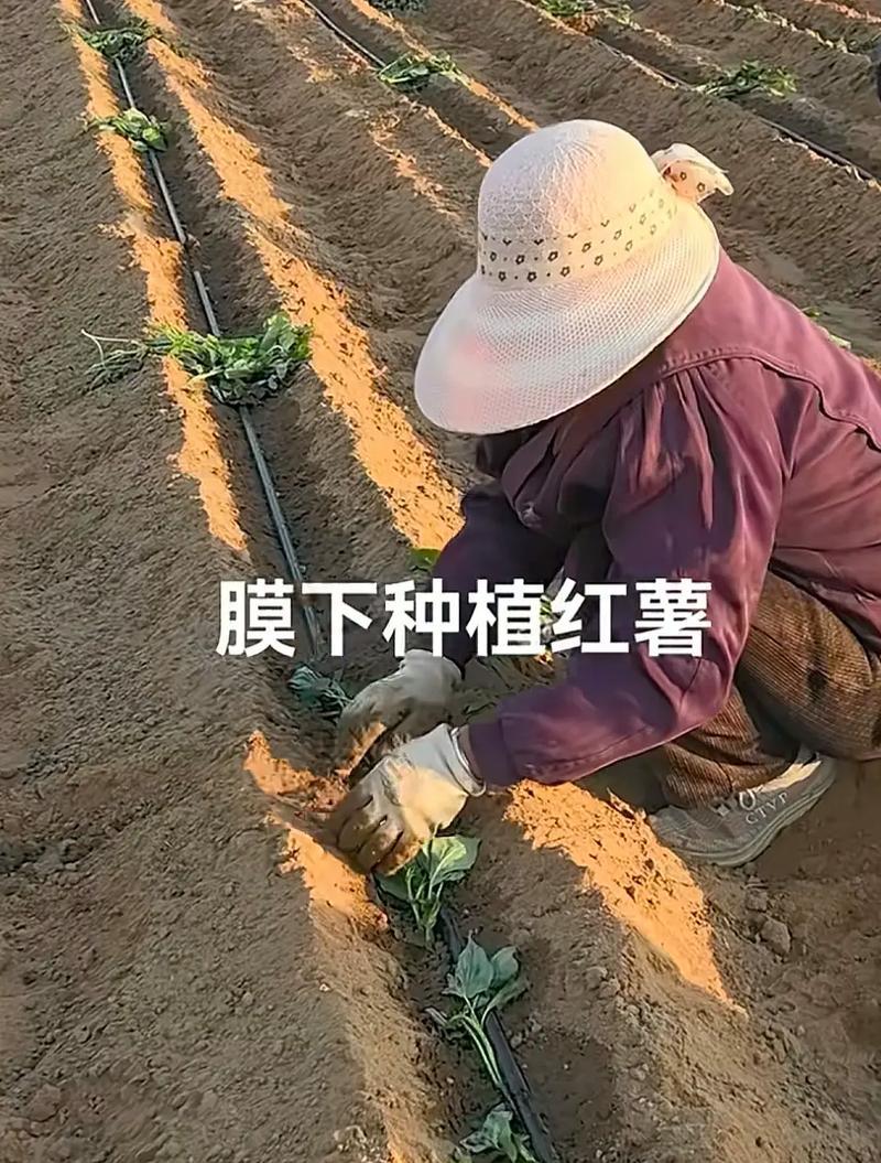 红薯节水栽培技术要点是什么？
