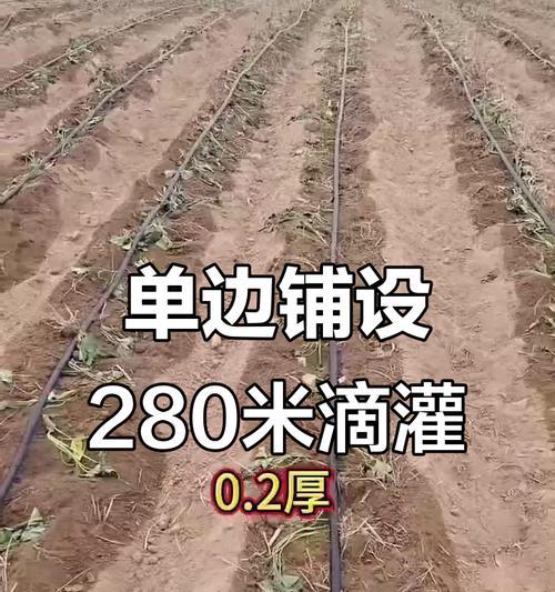 红薯节水栽培技术要点是什么？