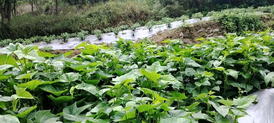 红薯节水栽培技术要点是什么？