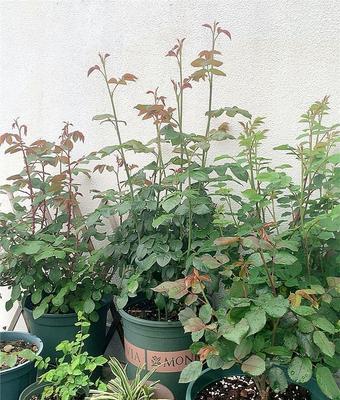 白月季醒花的方法是什么？如何促进其开花？