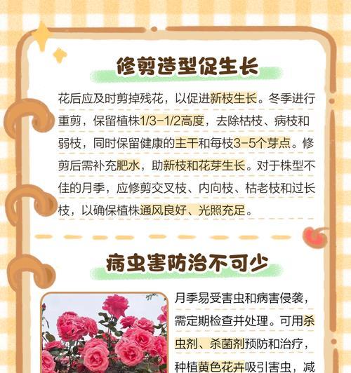 白月季醒花的方法是什么？如何促进其开花？