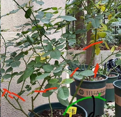 白月季醒花的方法是什么？如何促进其开花？