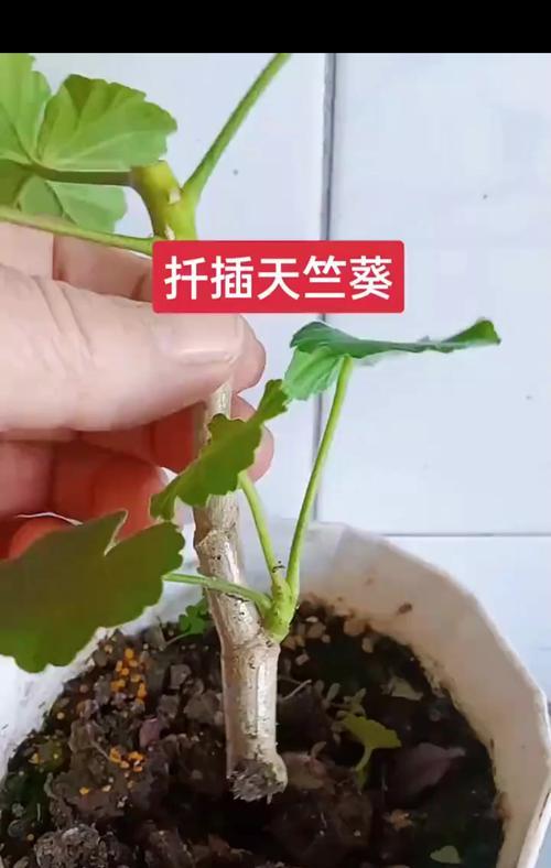 天竺葵老桩修剪的最佳方法是什么？