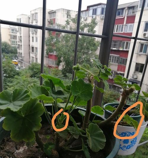 天竺葵老桩修剪的最佳方法是什么？