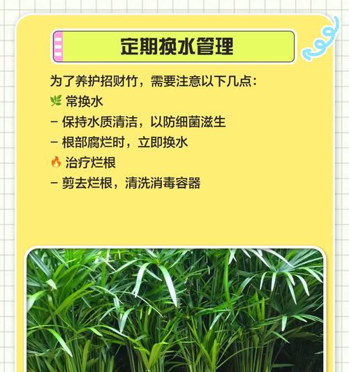 荷花竹子叶子发黄干枯的处理方法是什么？