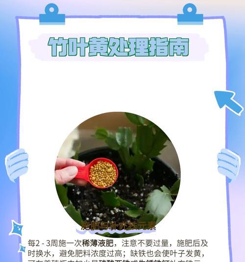 荷花竹子叶子发黄干枯的处理方法是什么？
