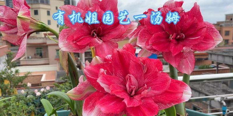 朱顶红在澳洲的别称是什么？有哪些品种推荐？