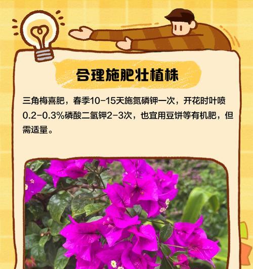 三角梅主干如何拉高并增粗？