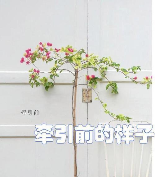 三角梅主干如何拉高并增粗？