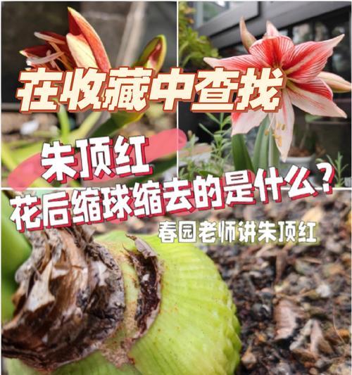 朱顶红春季施肥技巧？应该施用哪种肥料？