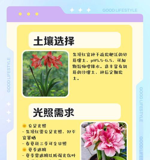 朱顶红春季施肥技巧？应该施用哪种肥料？