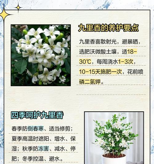 九里香施肥后叶子发黄的原因是什么？