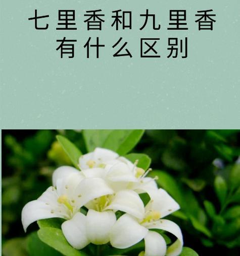 九里香施肥后叶子发黄的原因是什么？