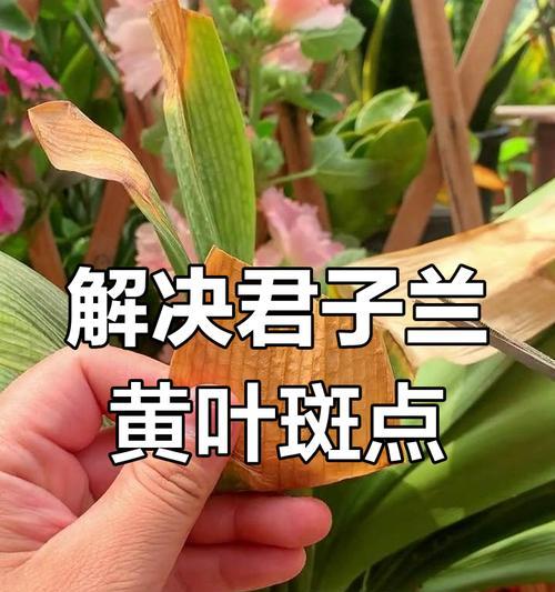君子兰锈斑的外观特征是什么？如何防治？