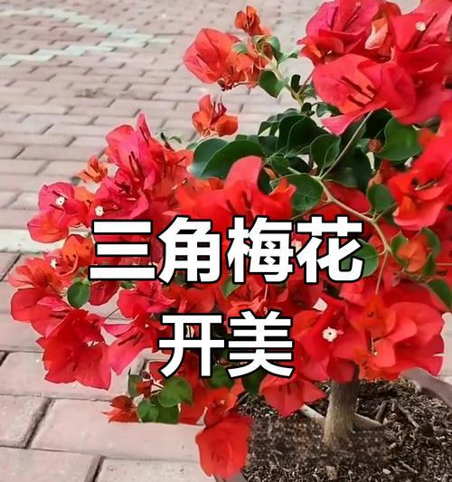三角梅老枝条如何处理才能开花？
