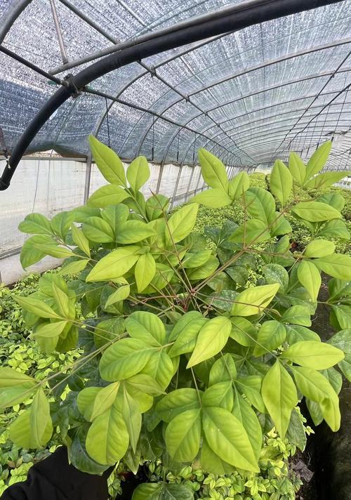 肥城地区常见的观赏植物有哪些？