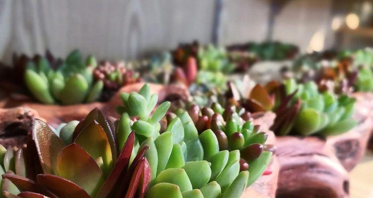 肥城地区常见的观赏植物有哪些？