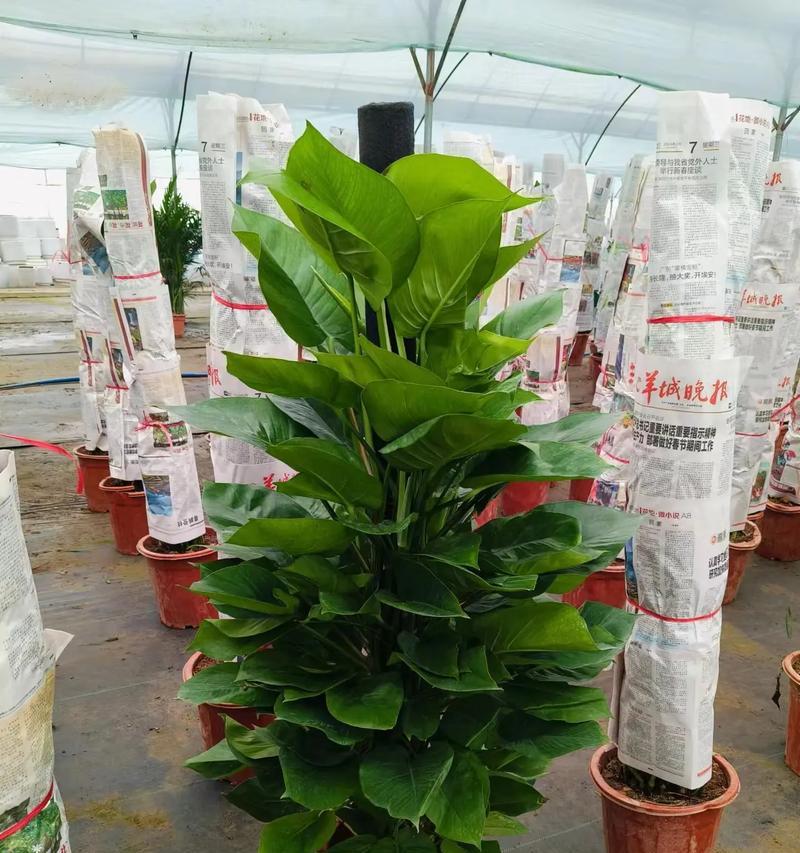 肥城地区常见的观赏植物有哪些？
