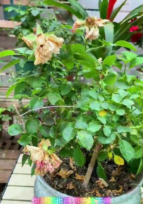 月季花后修剪方法是什么？如何正确修剪开过花的月季？