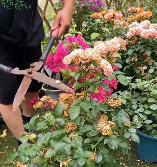月季花后修剪方法是什么？如何正确修剪开过花的月季？
