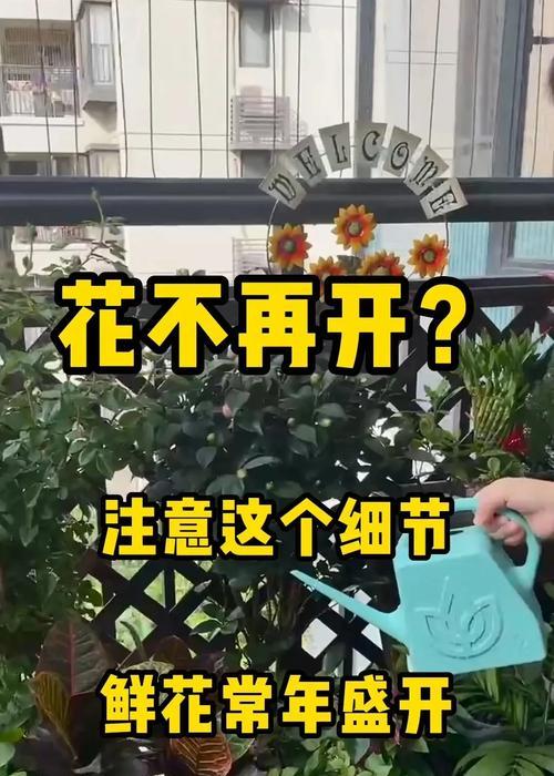 月季花后修剪方法是什么？如何正确修剪开过花的月季？