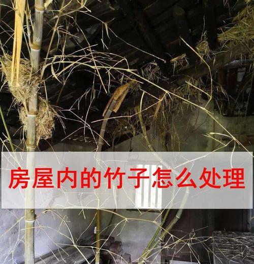 木本植物误喷除草剂的处理方法是什么？